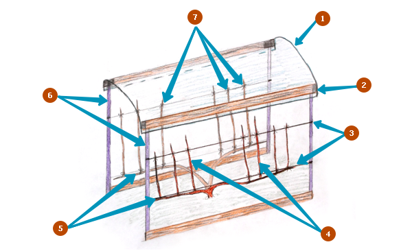 На рисунке представлена схема двухплоскостной шпалеры: 1 - крыша из поликарбоната; 2 - доски, к которым крепится армированная пленка; 3 - проволока, на которую в течение сезона мы будем подвязывать лозу; 4 - молодые лозы, которые вырастают из почек в течение сезона; 5 - перезимовавшие рукава с почками; 6 - стойки шпалеры, опоры для формирования и подвязки куста; 7 - крепление растения к проволоке на шпалере