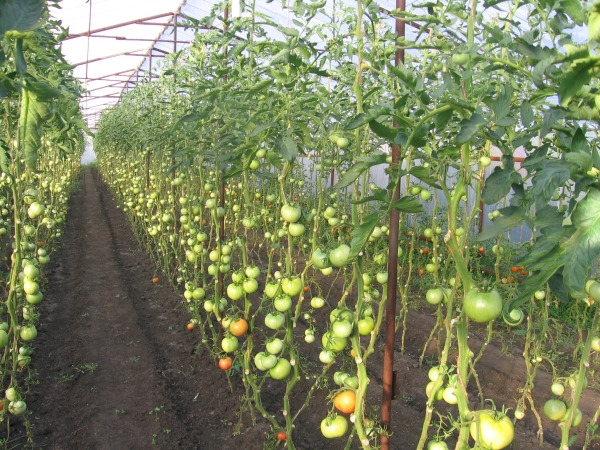 Как выращивать помидоры