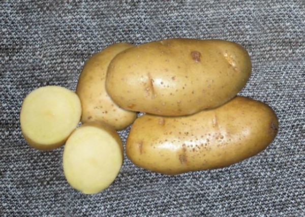 Картофель «Скарб»