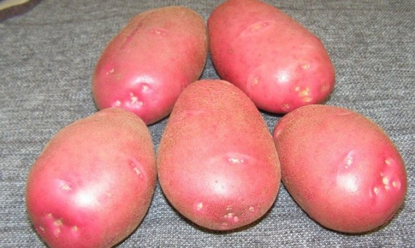 Картофель сорта «Беллароза»