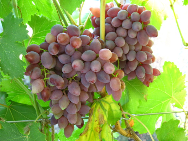 Лучшие сорта винограда самары: посадка и уход