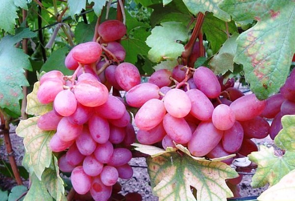 Кинельский виноград - лучшие сорта