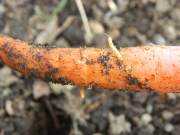 Морковь аналогично подвержена нашествию проволочника