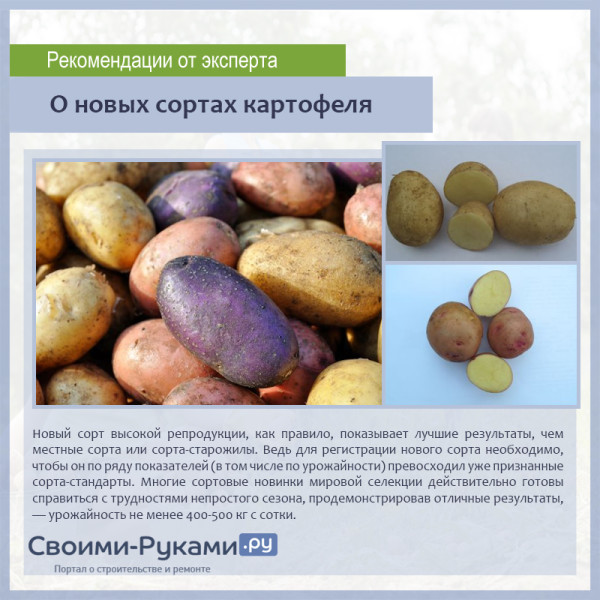 О новых сортах картофеля