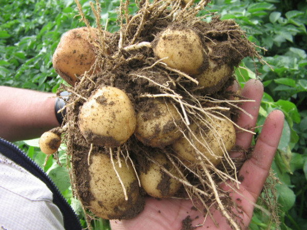 Особенности выращивания раннего картофеля