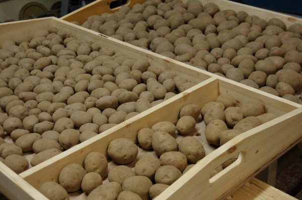 Проращивание картофеля