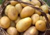 Ранние сорта картофеля