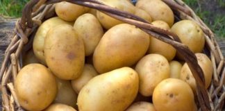 Ранние сорта картофеля