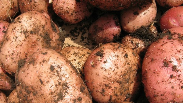 Рассматриваем новые сорта картофеля
