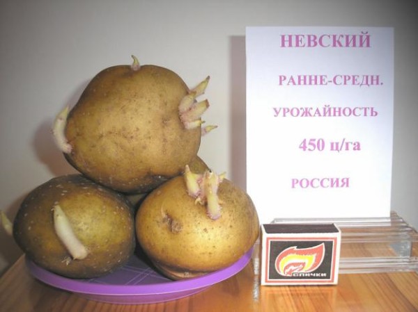Сорт картофеля «Невский»