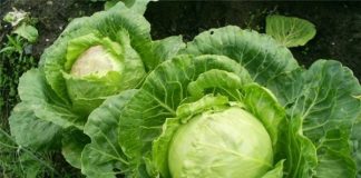 Сорта капусты белокочанной
