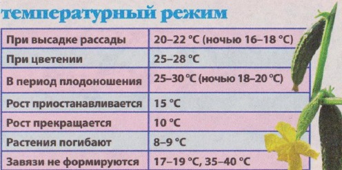 Таблица температурного режима для выращивания огурцов в теплице