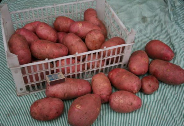 Также сорта картофеля классифицируются по срокам созревания