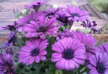 Остеоспермум – выращивание из семян в домашних условиях