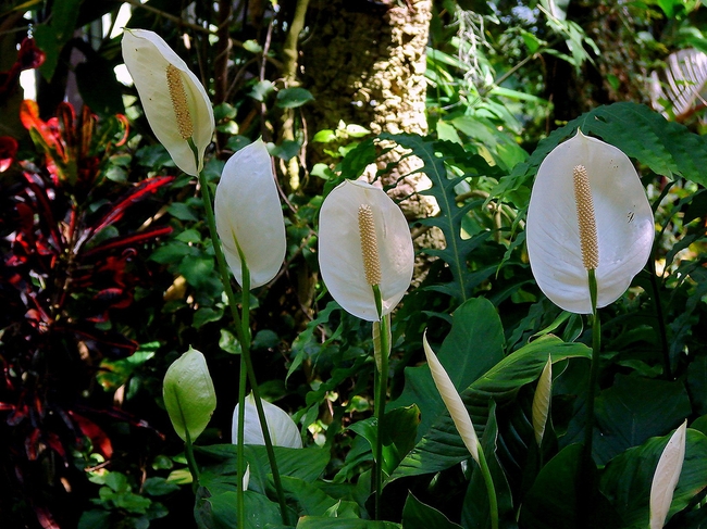 Цветок спатифиллум из тропиков