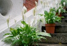 Спатифиллум в домашних условиях: особенности грамотного ухода