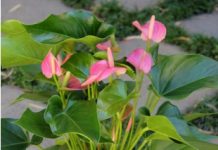 Антуриум: правила ухода и содержания в домашних условиях