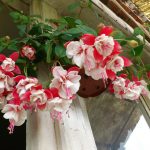 kakie-cveti-posadit-na-balkone-6