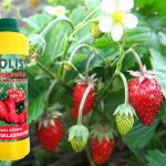 udobreniya-dlya-zemlyaniki