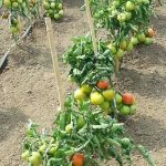 urozhajnost-tomatov-pri-bezrassadnom-metode