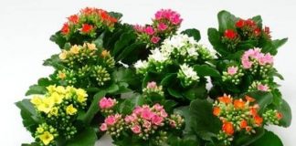 Какое каланхоэ выбрать: обзор видов, сортов с фото