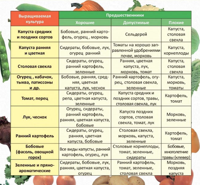 Правила севооборота для томатов