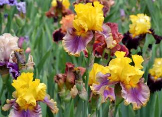 Восхитительные ирисы: простые советы для посадки и ухода
