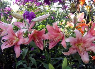 Для тех кто любит лилии: как посадить, ухаживать и выбрать сорт