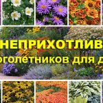 neprihotlivye-mnogoletniki11