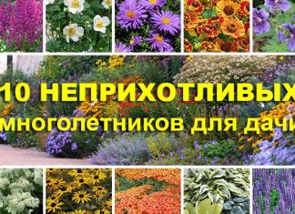 Неприхотливые и красивые многолетники для дачи: 10 популярных растений