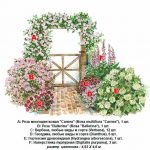 pletistaja-roza-uhod33