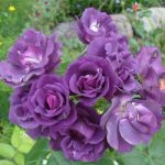 rose_Rhapsody_in_Blue
