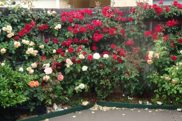 розы в саду фото