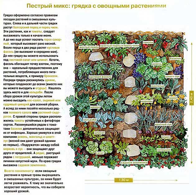 Соседство овощных культур на огороде таблица с фото