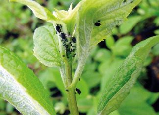 Как бороться с тлей: обзор народных способов и химических препаратов