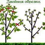 obrezka-i-formirovanie-shtambovoj-maliny