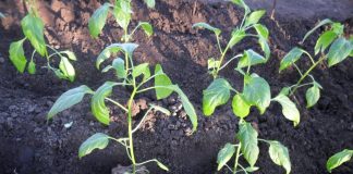 Как правильно посадить перец