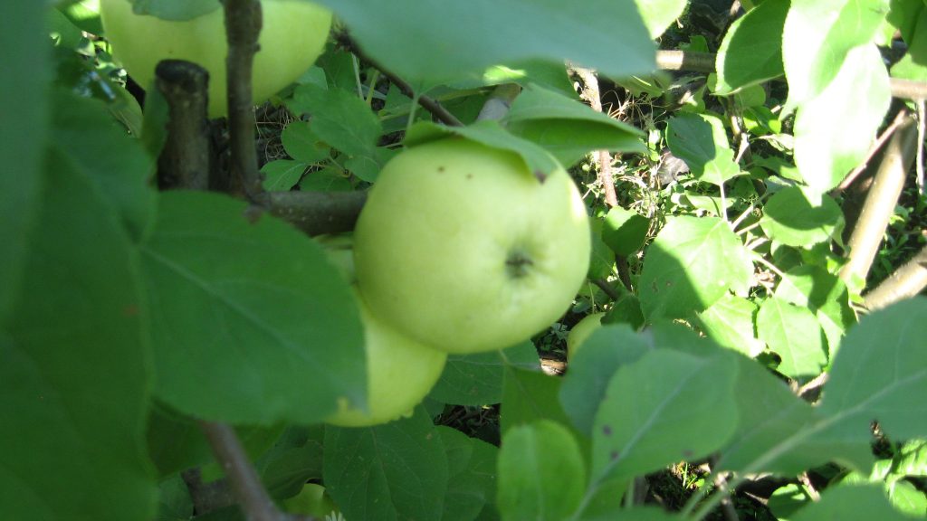 Молодые яблони сорта Подснежник плодоносят ежегодно