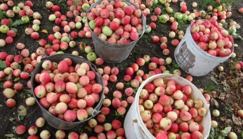 Редкие плоды яблонь на карликовом подвое способны дожить до весны