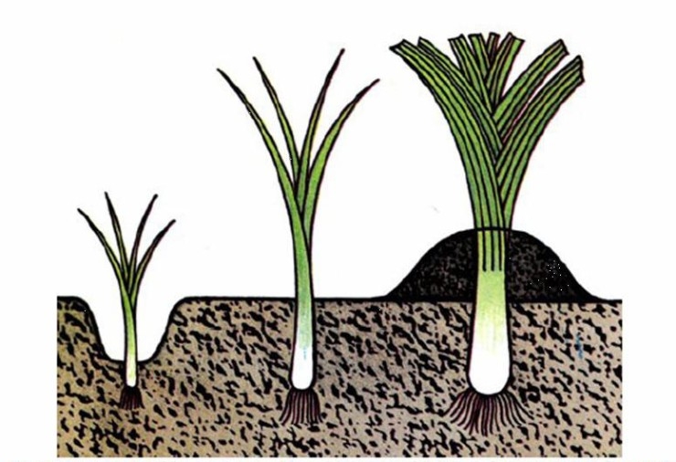 Этапы развития лука-порея при высадке в почву рассады