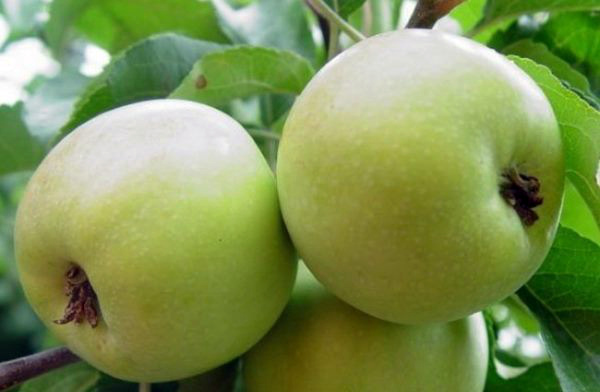 Яблоки сорта Чудное имеют равномерный светло-зеленый окрас