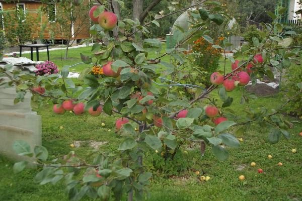 Яблони сорта Конфетное приносят урожай ближе к концу лета