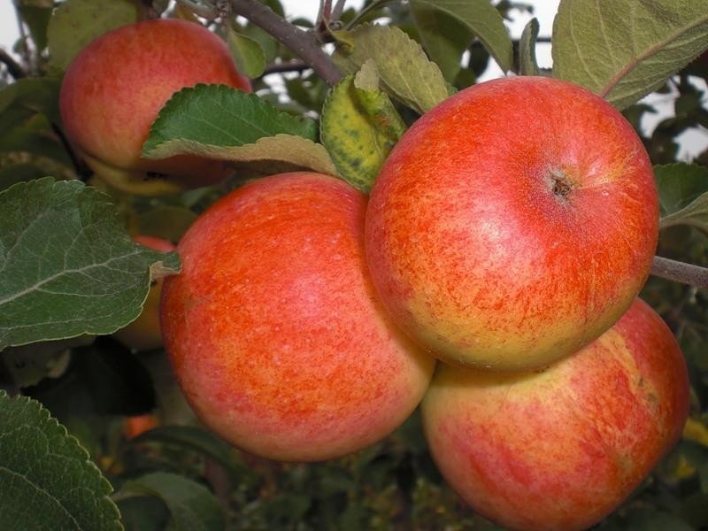 Яблони сорта Солнышко отличаются своими плодами алого оттенка