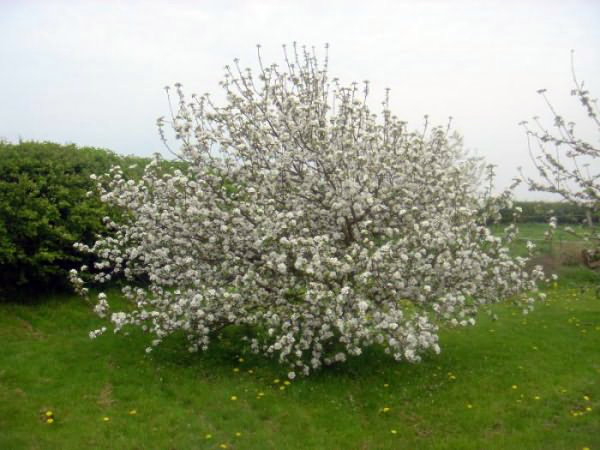 Яблоня в момент цветения