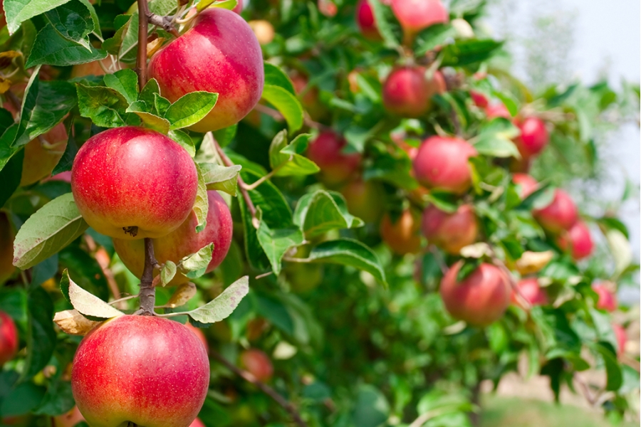 Яблоня сорта Ковровое приносит плоды в первой половине осени