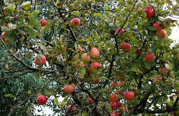 Яблоня сорта Конфетное известна благодаря вкусу своих плодов