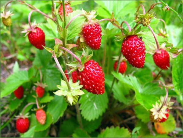 Спелая ягода может принести урожай в следующем сезоне