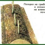 kak-razmnozhit-malinu-tarusa
