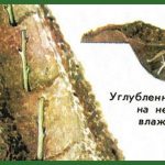 uglublennaya-posadka-dereva-Tarusa