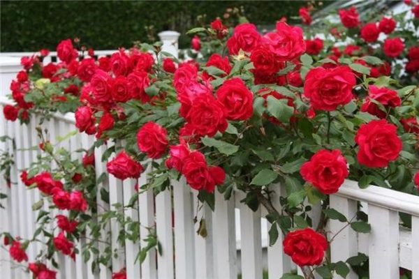 Розы – одни из самых эффектных цветов для сада